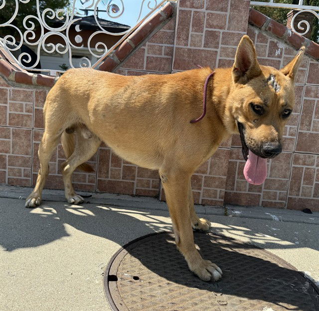 adoptable Dog in Baldwin Park, CA named GEO