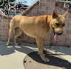 adoptable Dog in  named GILY
