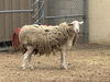 adoptable Sheep in  named A5711561