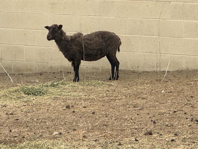 adoptable Sheep in Baldwin Park, CA named A5711562