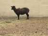 adoptable Sheep in  named A5711562
