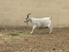 adoptable Goat in  named A5711563