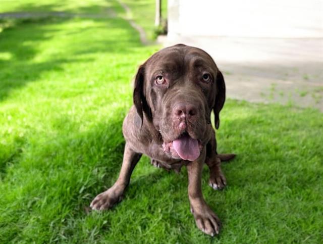 adoptable Dog in Baldwin Park, CA named MUFFIN