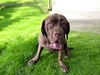 adoptable Dog in  named MUFFIN