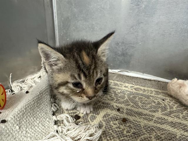 adoptable Cat in Baldwin Park, CA named TRUDY
