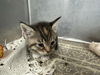 adoptable Cat in  named TRUDY