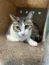adoptable Cat in  named GORDA