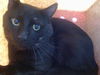 adoptable Cat in  named MARION