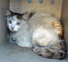 adoptable Cat in  named ANDY