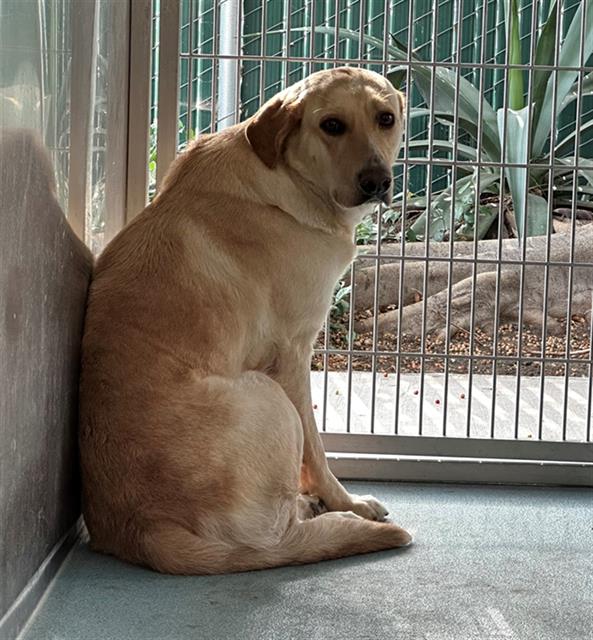 adoptable Dog in Baldwin Park, CA named MARTHA
