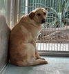 adoptable Dog in  named MARTHA