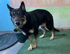 adoptable Dog in  named HUNTER