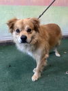 adoptable Dog in  named CHOWDER