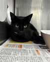 adoptable Cat in  named SIDNEY