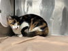 adoptable Cat in  named AUTUM