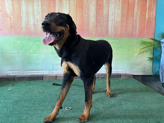 adoptable Dog in Baldwin Park, CA named ZIBA