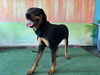 adoptable Dog in  named ZIBA