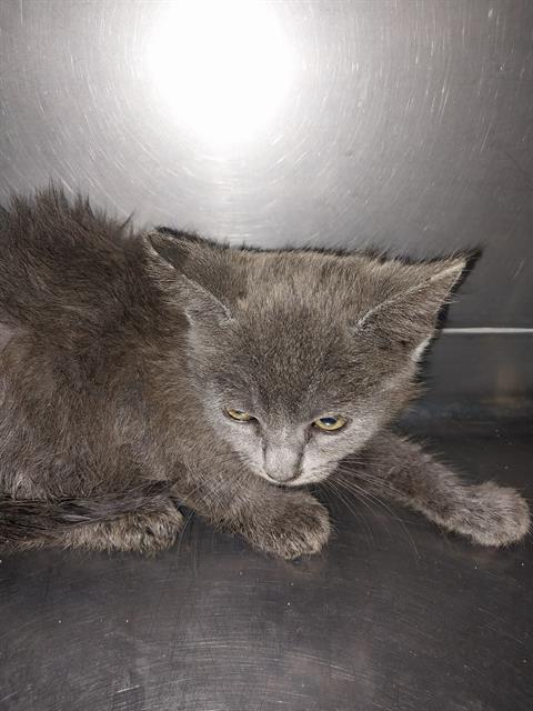 adoptable Cat in Baldwin Park, CA named LUNA