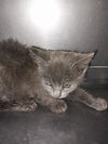 adoptable Cat in  named LUNA