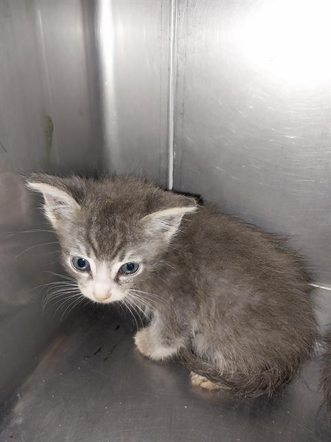 adoptable Cat in Baldwin Park, CA named RIVER