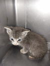 adoptable Cat in  named RIVER