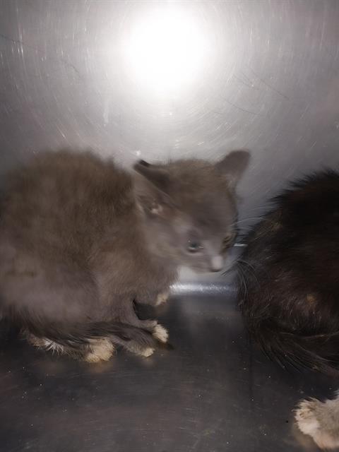 adoptable Cat in Baldwin Park, CA named WILLOW