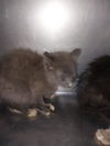 adoptable Cat in  named WILLOW