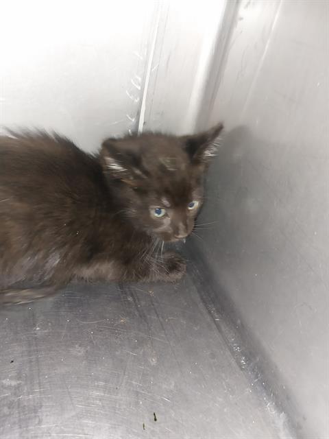 adoptable Cat in Baldwin Park, CA named JASPER