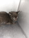 adoptable Cat in  named JASPER
