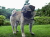 adoptable Dog in  named T.J.