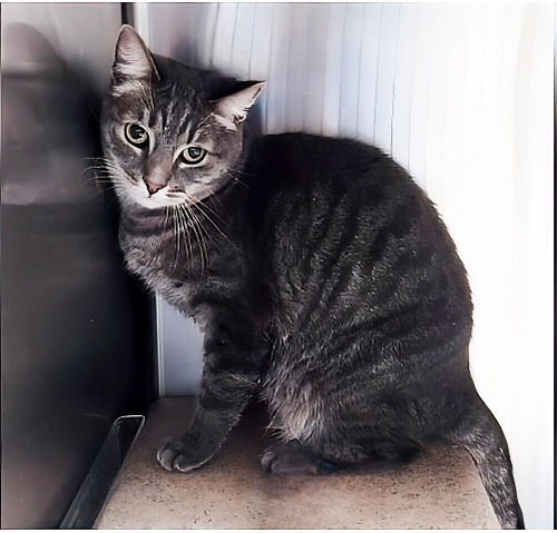 picture of the cat needing adoption