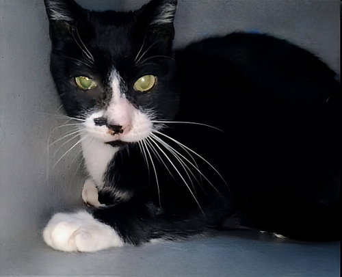 picture of the cat needing adoption