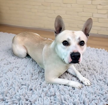 PANCHO Image