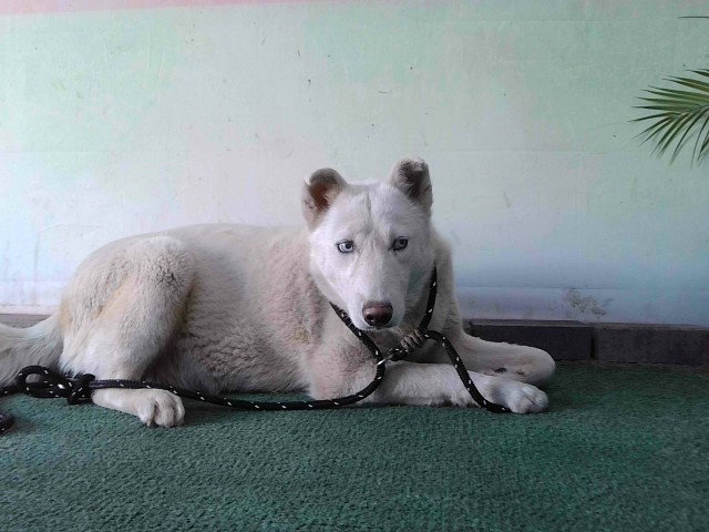 Siberian Husky