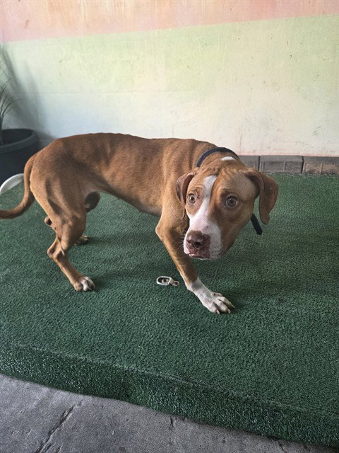 Pit Bull