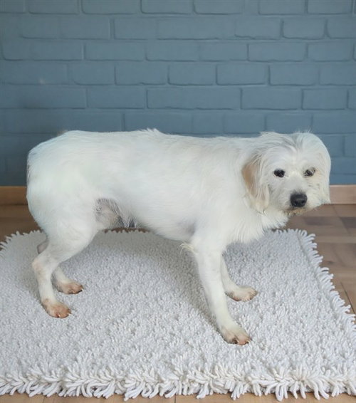 BLUEY, an adoptable Terrier in Baldwin Park, CA