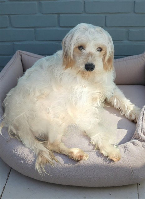 BINGO, an adoptable Maltese in Baldwin Park, CA