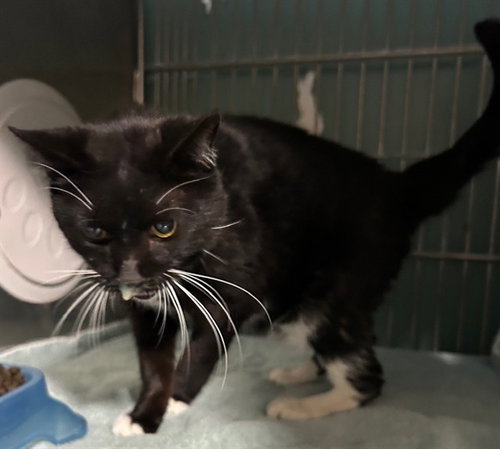 picture of the cat needing adoption