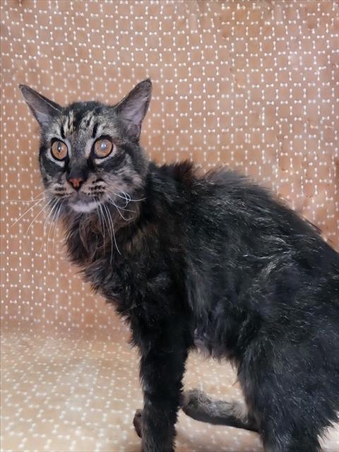 picture of the cat needing adoption