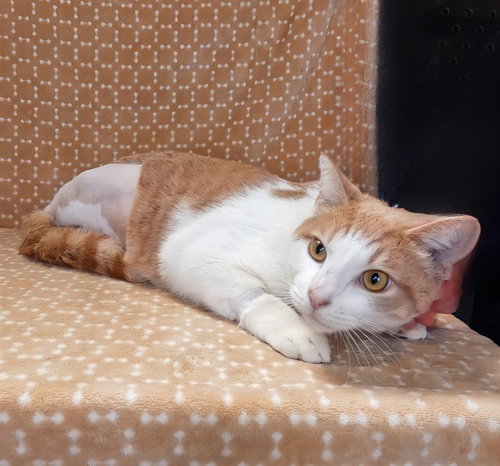 picture of the cat needing adoption