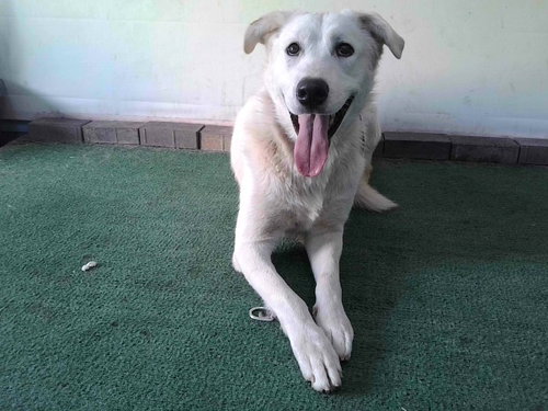 LUCY, an adoptable Siberian Husky in Baldwin Park, CA
