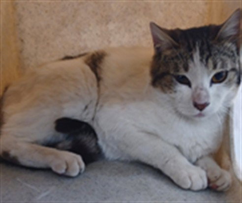 picture of the cat needing adoption