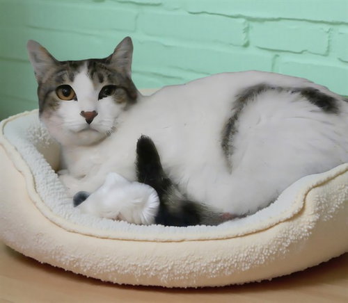DAVEY, an adoptable Domestic Short Hair in Baldwin Park, CA
