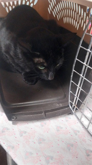 picture of the cat needing adoption
