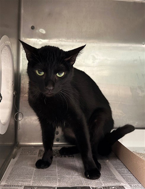 DAWN, Adult Domestic Short Hair (medium coat), cat for adoption in Westminster, California