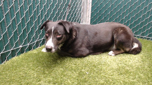 LUNA, an adoptable Labrador Retriever in Baldwin Park, CA