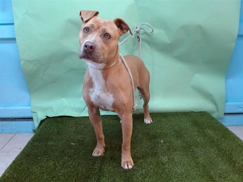 TAKI, an adoptable Pit Bull Terrier in Baldwin Park, CA