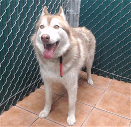 BEAR, an adoptable Siberian Husky in Baldwin Park, CA