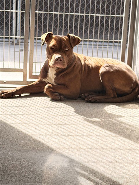 CHOCOLATTE Image