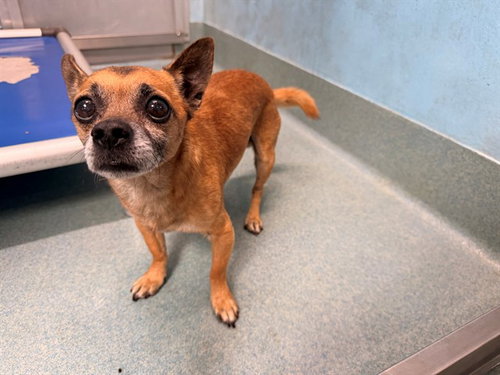 TABASCO, an adoptable Chihuahua in Baldwin Park, CA